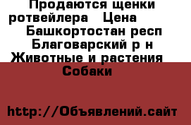 Продаются щенки ротвейлера › Цена ­ 10 000 - Башкортостан респ., Благоварский р-н Животные и растения » Собаки   